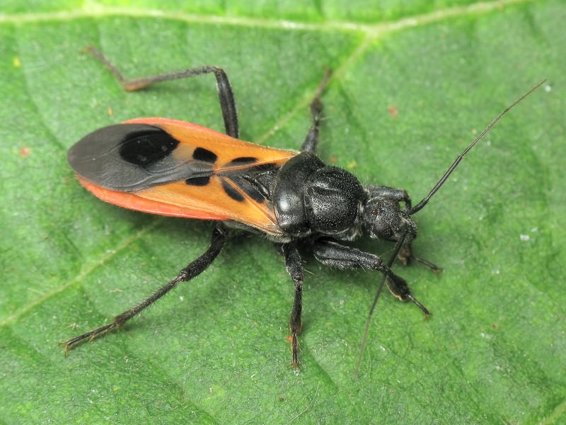 Peirates hybridus (Scopoli, 1763)